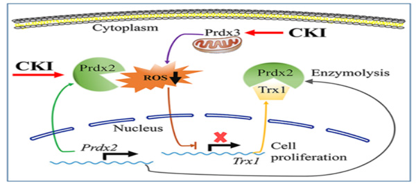 CKIÒ½Öμ±ÐÔËèϵ°×Ѫ²¡ CKIÒ½Öμ±ÐÔËèϵ°×Ѫ²¡